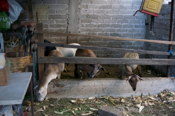 Raising goats and sheep in a very small space.  Certainly they wouldn't be able to raise cattle ….